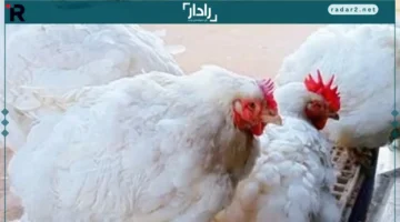 سعر كيلو الفراخ البيضاء بالقليوبية يصل إلى 63 جنيها السبت المقبل